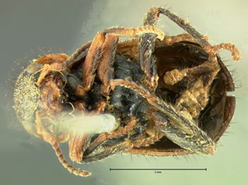Media type: image;   Entomology 3451 Aspect: habitus ventral view
